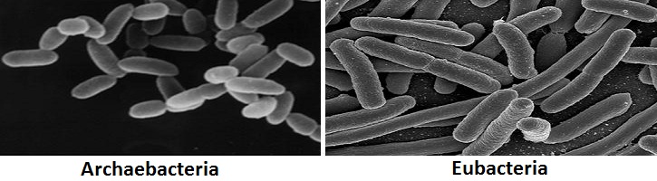 Detail Gambar Archaebacteria Metanogen Nomer 15