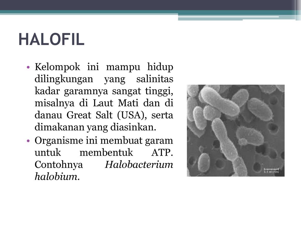 Detail Gambar Archaebacteria Metanogen Nomer 21