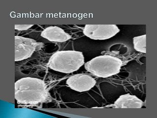Detail Gambar Archaebacteria Metanogen Nomer 35