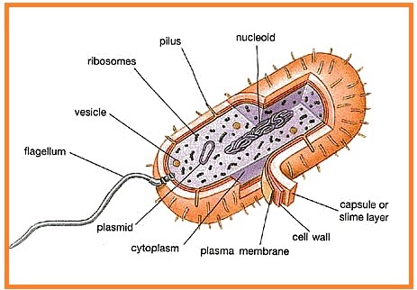 Detail Gambar Archaebacteria Metanogen Nomer 39