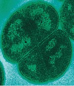 Detail Gambar Archaebacteria Metanogen Nomer 8