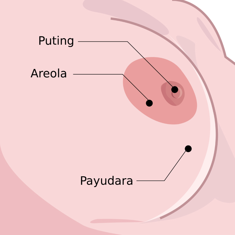 Gambar Areola Ibu Hamil - KibrisPDR