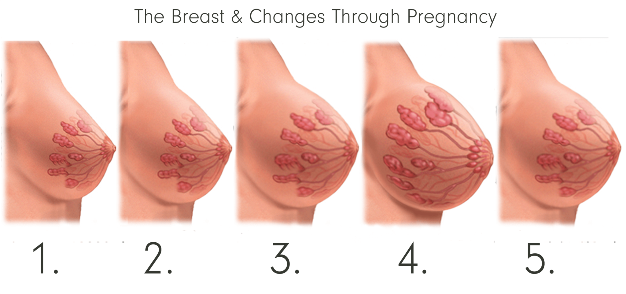 Detail Gambar Areola Ibu Hamil Nomer 2