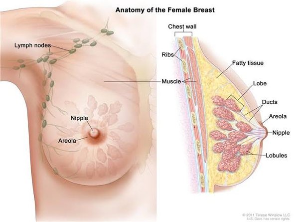 Detail Gambar Areola Ibu Hamil Nomer 23