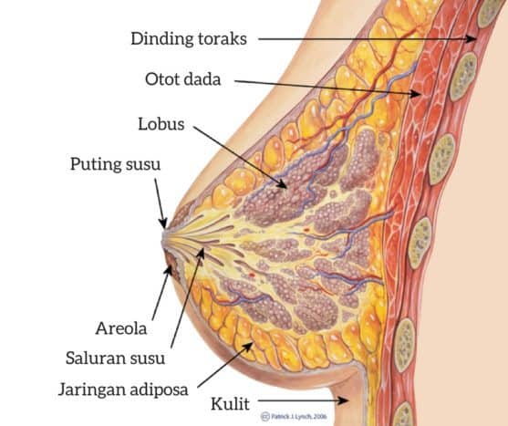 Detail Gambar Areola Ibu Hamil Nomer 5