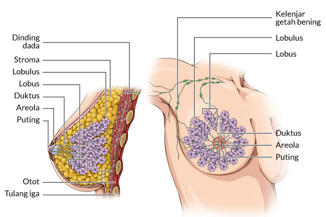 Detail Gambar Areola Ibu Hamil Nomer 6