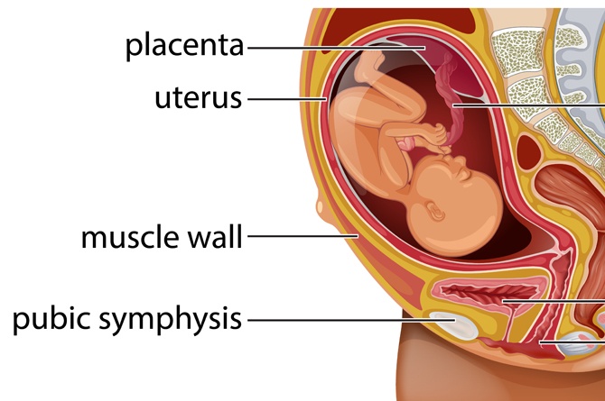 Detail Gambar Ari Ari Bayi Nomer 19