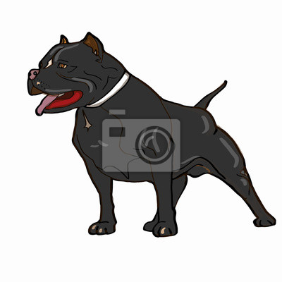 Detail American Pitbull Terrier Schwarz Nomer 2