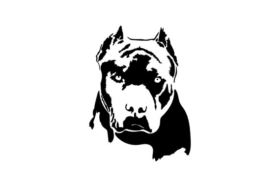 Detail American Pitbull Terrier Schwarz Nomer 4