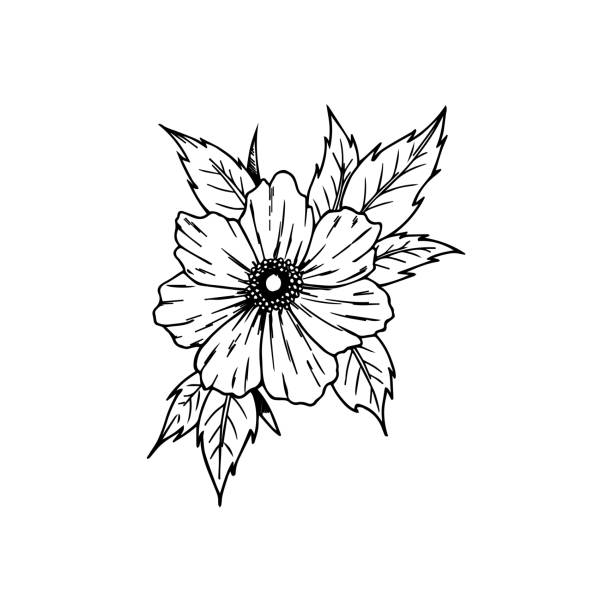 Detail Gambar Arsiran Bunga Matahari Nomer 53