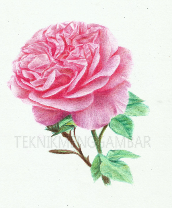 Detail Gambar Arsiran Bunga Mawar Nomer 32