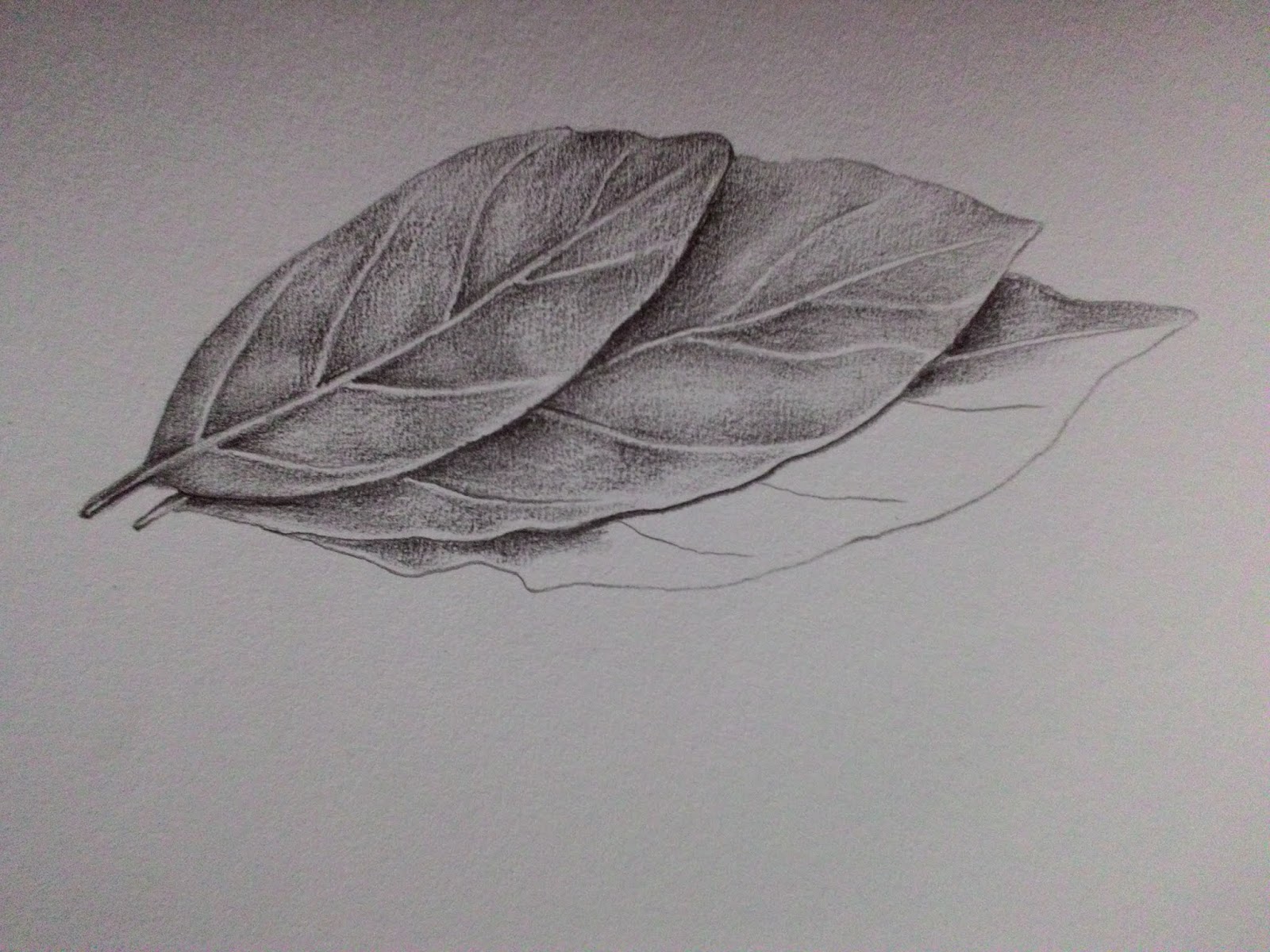 Gambar Arsiran Daun - KibrisPDR