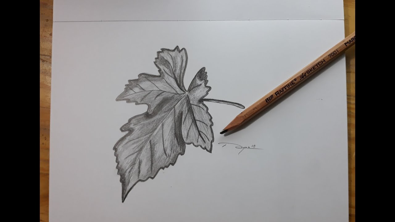 Detail Gambar Arsiran Daun Nomer 13