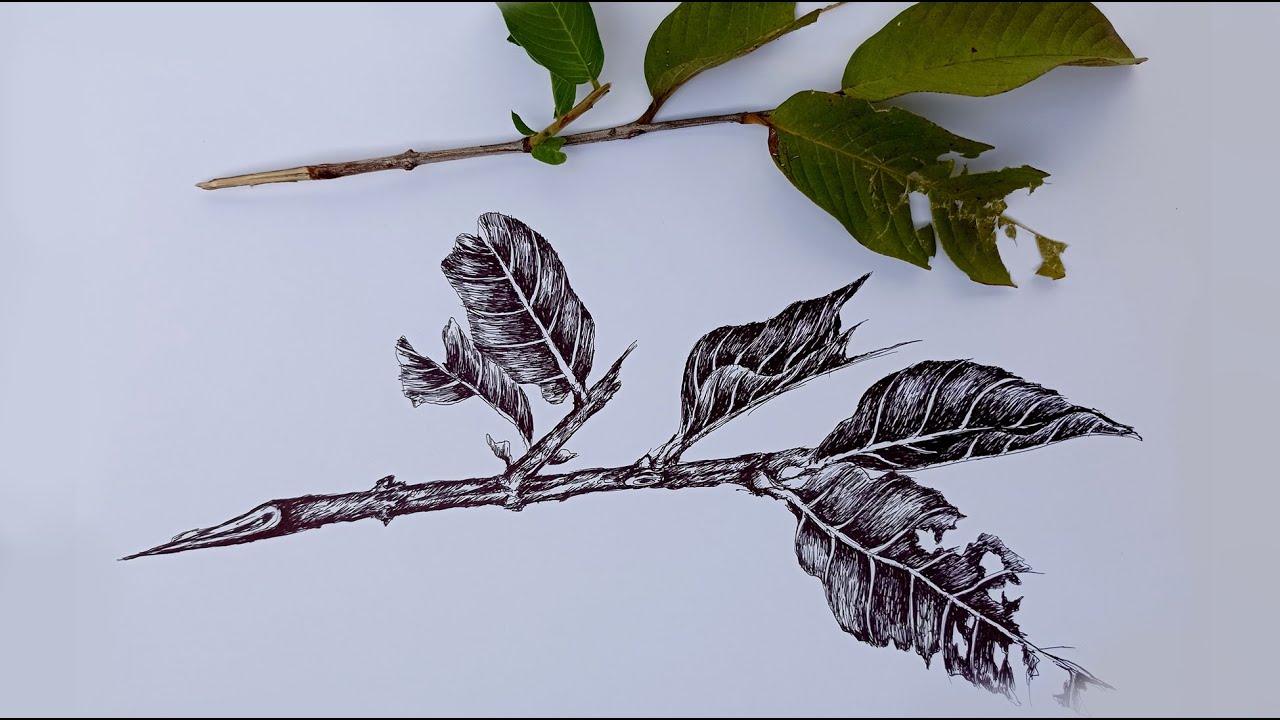 Detail Gambar Arsiran Daun Nomer 18