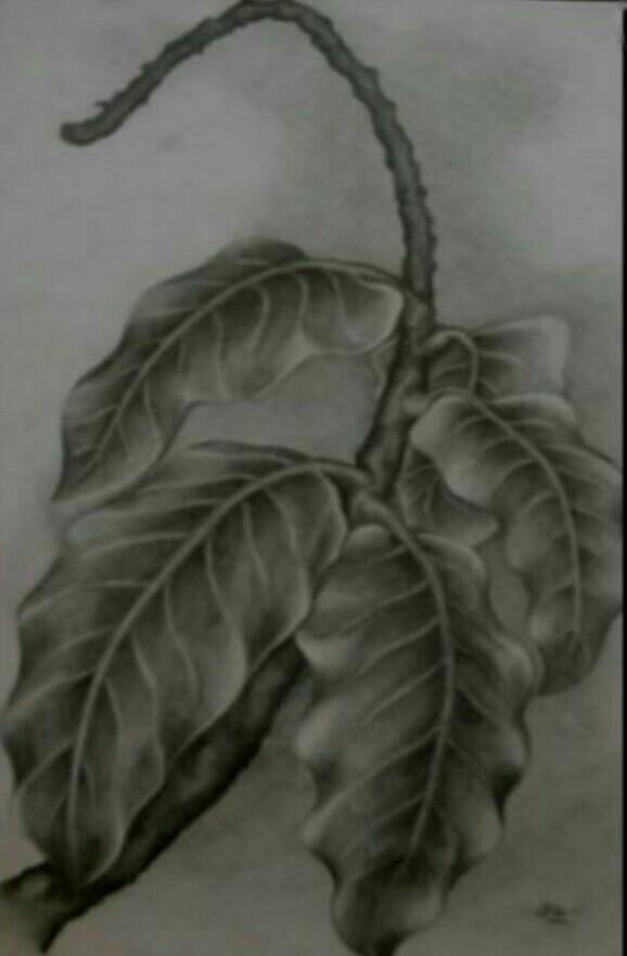 Detail Gambar Arsiran Daun Nomer 24