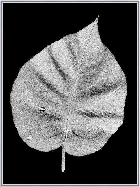 Detail Gambar Arsiran Daun Nomer 25