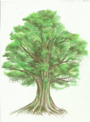 Detail Gambar Arsiran Daun Nomer 30
