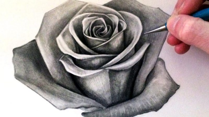 Detail Gambar Arsiran Daun Nomer 36