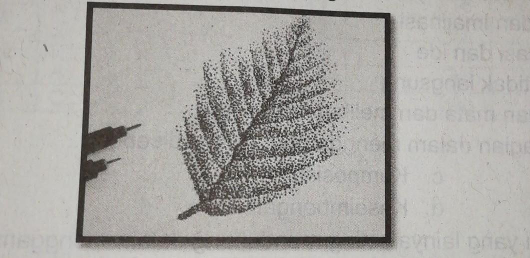 Detail Gambar Arsiran Daun Nomer 37