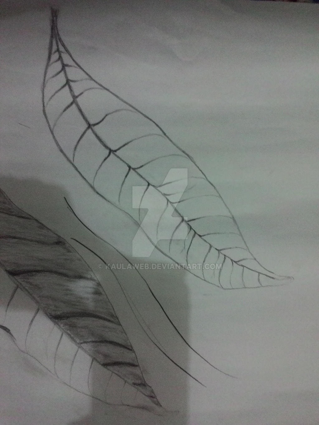 Detail Gambar Arsiran Daun Nomer 42