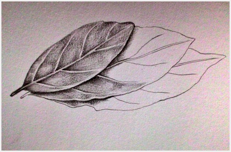 Detail Gambar Arsiran Daun Nomer 6
