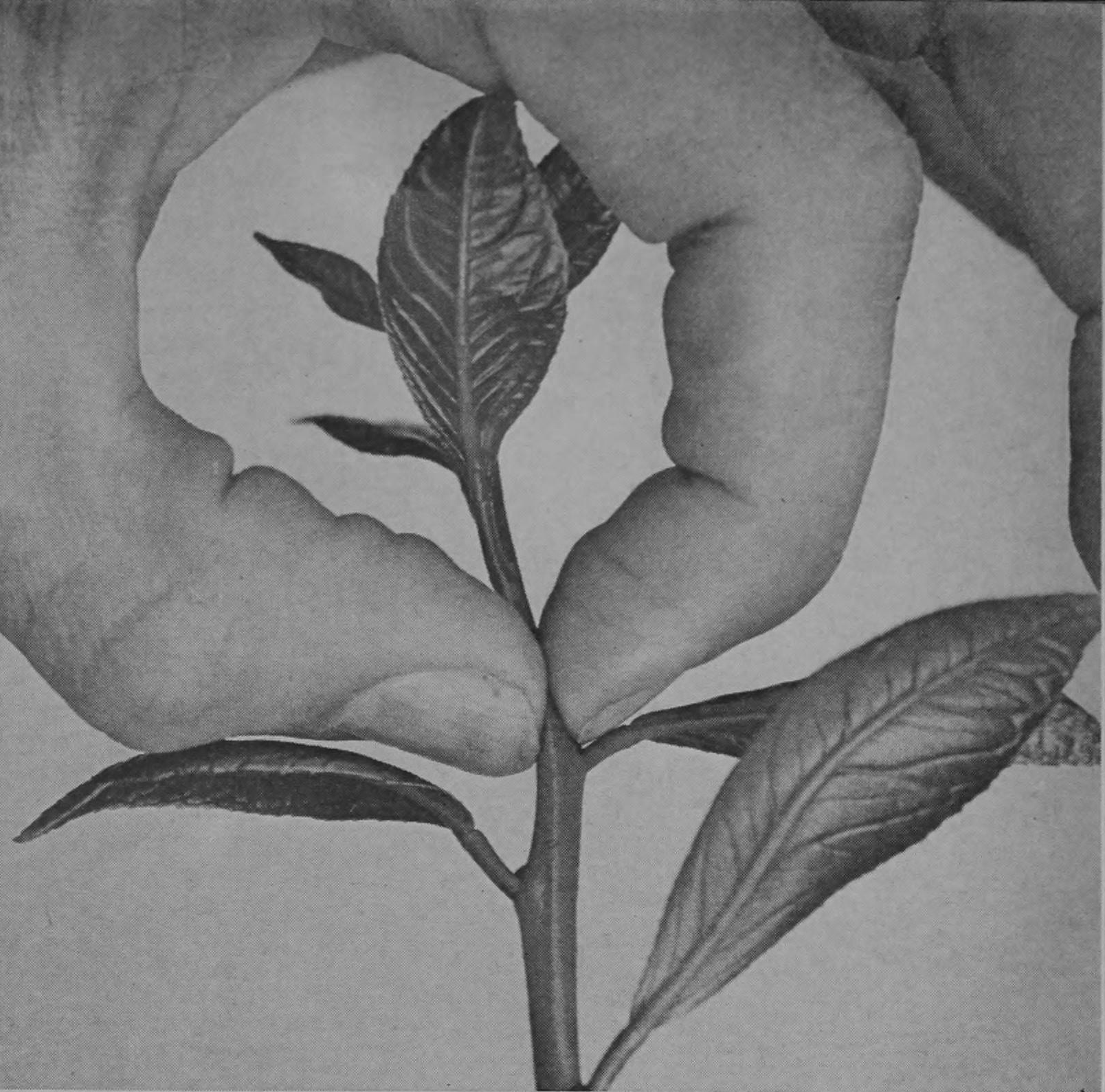 Detail Gambar Arsiran Daun Nomer 50