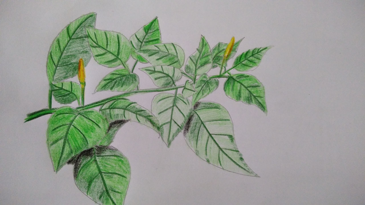 Detail Gambar Arsiran Daun Nomer 51