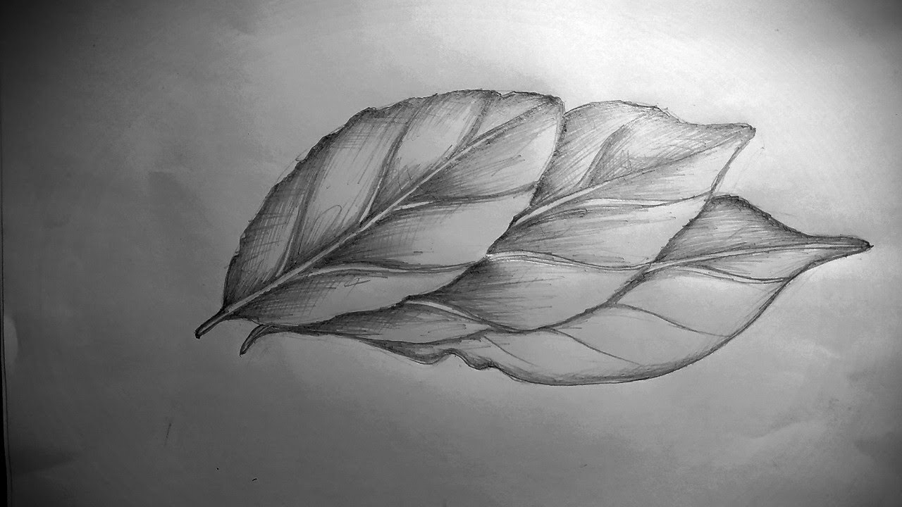 Detail Gambar Arsiran Daun Nomer 7