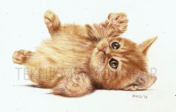 Detail Gambar Arsiran Hewan Kucing Nomer 17