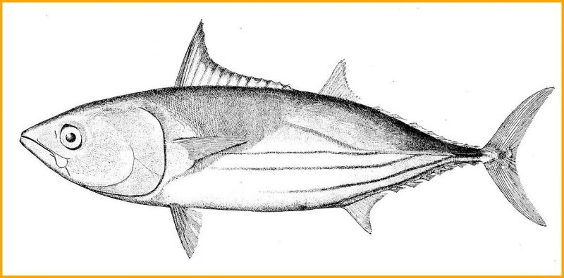 Detail Gambar Arsiran Ikan Nomer 28