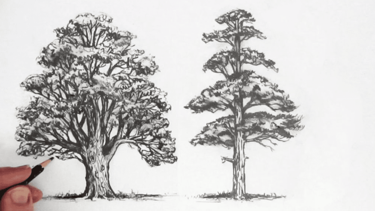 Detail Gambar Arsiran Pohon Nomer 16