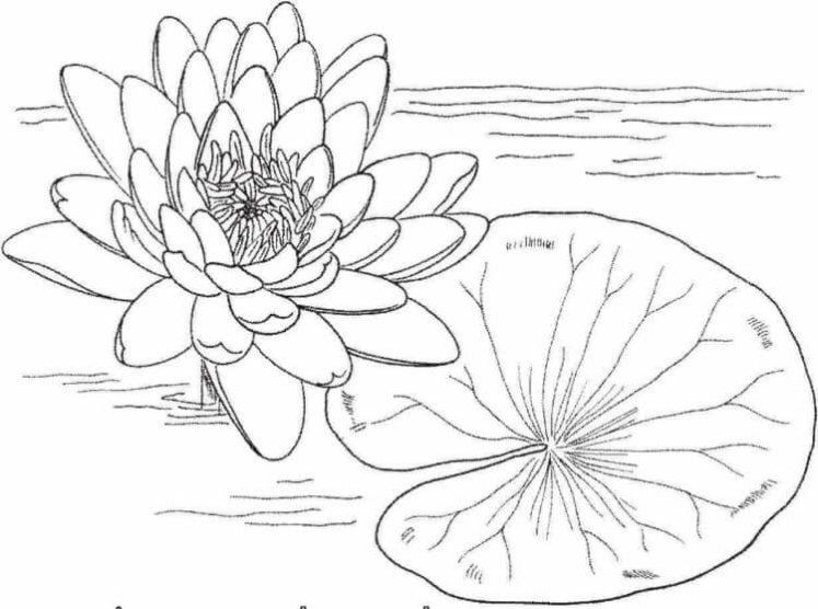 Detail Gambar Art Bunga Banyak Hitam Putih Nomer 55