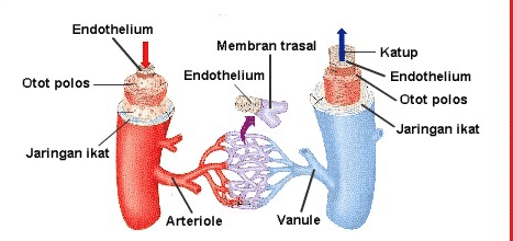 Detail Gambar Arteri Dan Vena Nomer 14