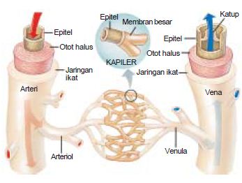 Detail Gambar Arteri Dan Vena Nomer 19