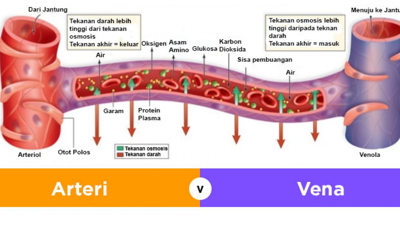 Detail Gambar Arteri Dan Vena Nomer 26