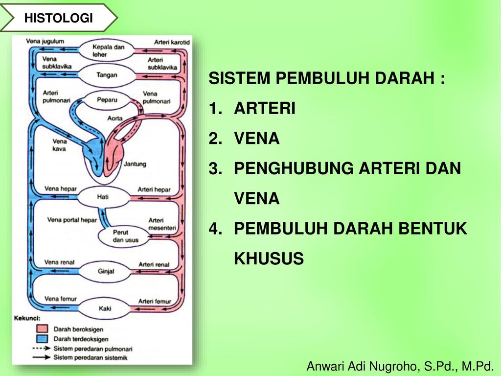 Detail Gambar Arteri Dan Vena Nomer 40