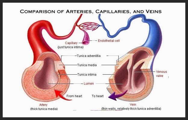 Detail Gambar Arteri Dan Vena Nomer 43