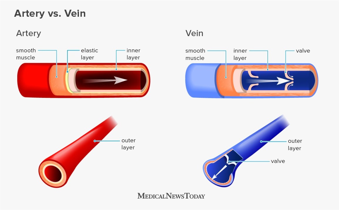 Detail Gambar Arteri Dan Vena Nomer 8