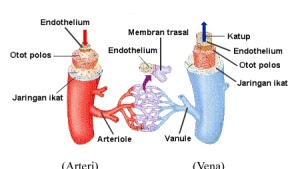 Detail Gambar Arteri Dan Vena Nomer 9