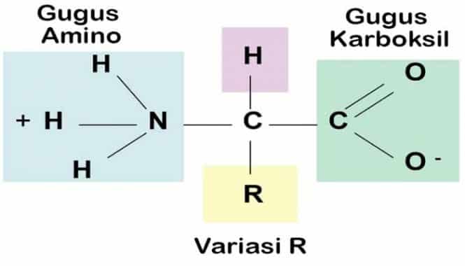 Gambar Asam Amino - KibrisPDR