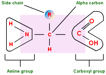 Detail Gambar Asam Amino Nomer 31