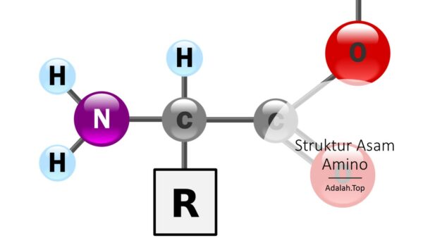 Detail Gambar Asam Amino Nomer 35