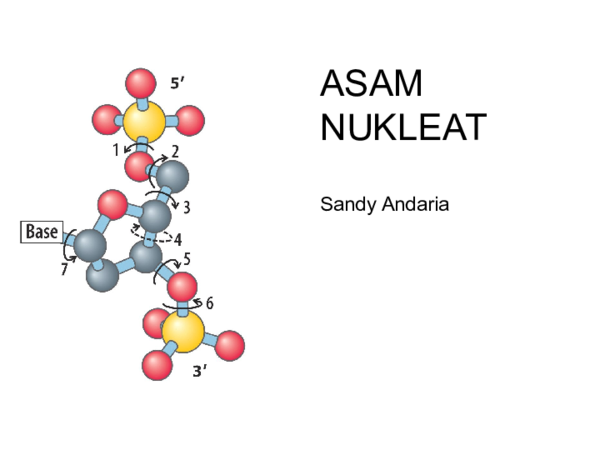 Detail Gambar Asam Nukleat Nomer 2