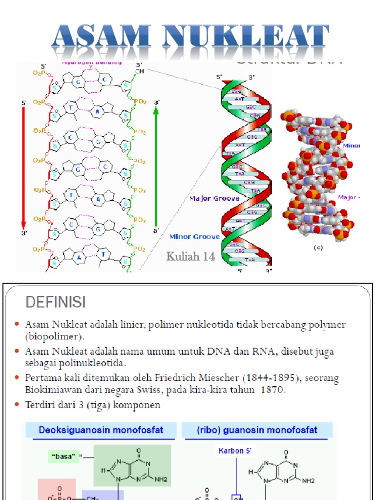 Detail Gambar Asam Nukleat Nomer 14