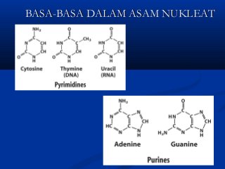 Detail Gambar Asam Nukleat Nomer 33