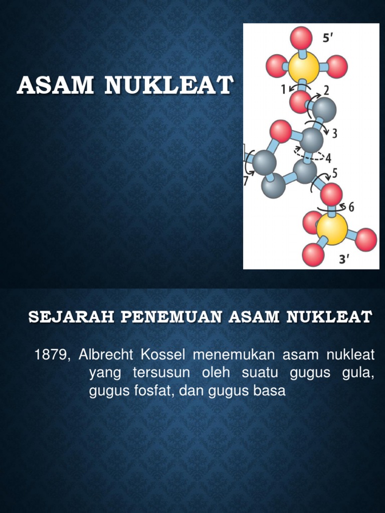 Detail Gambar Asam Nukleat Nomer 47