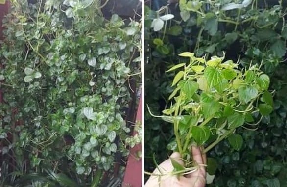 Detail Gambar Asam Urat Daun Sirih Nomer 28