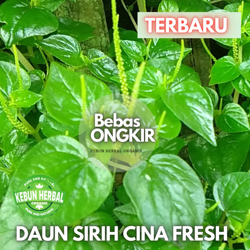 Detail Gambar Asam Urat Daun Sirih Nomer 33