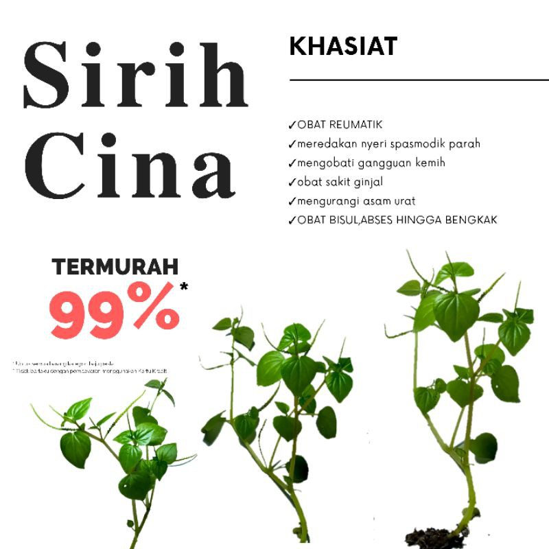 Detail Gambar Asam Urat Daun Sirih Nomer 36