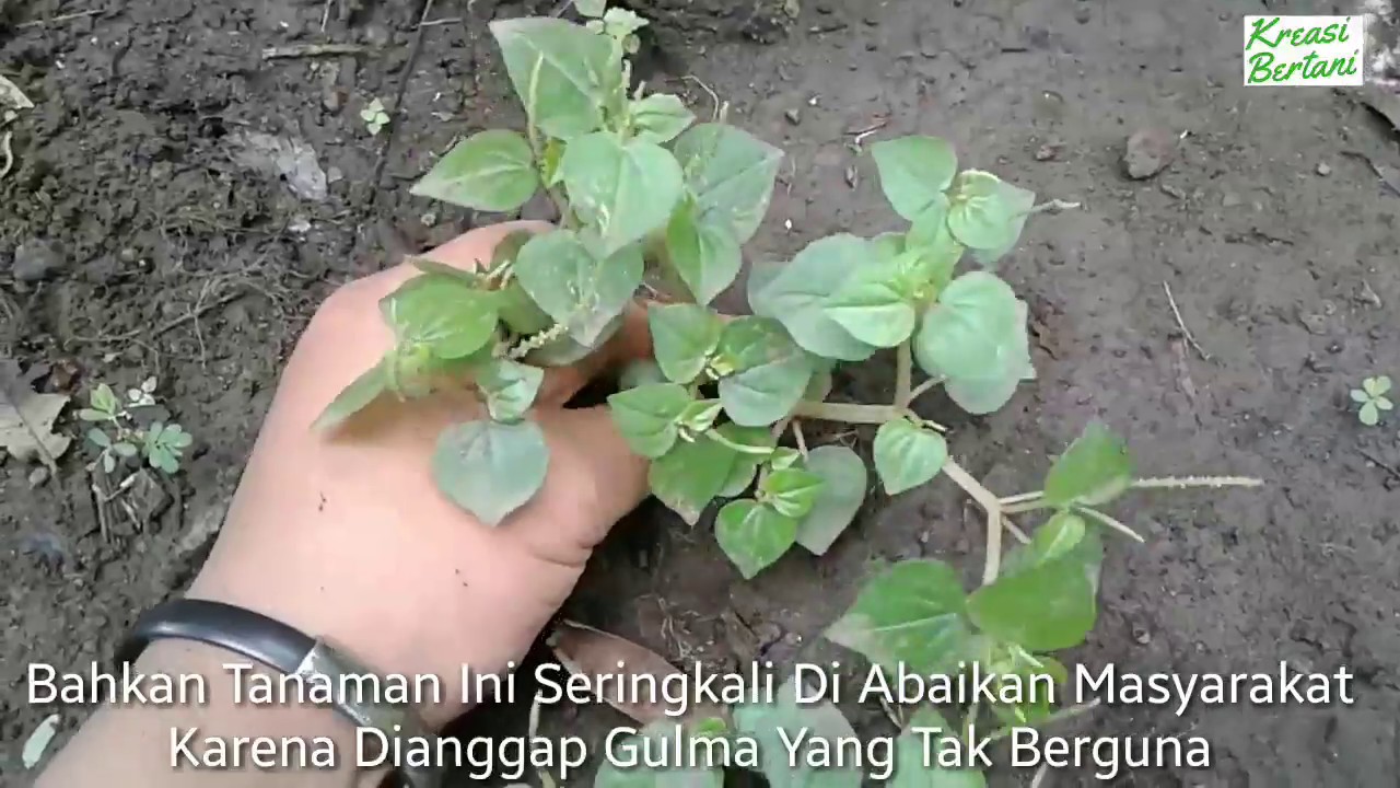 Detail Gambar Asam Urat Daun Sirih Nomer 54